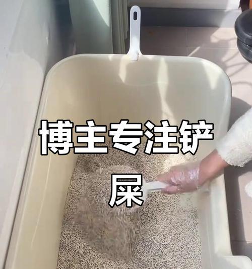 猫咪的大小便频率及注意事项（揭秘猫咪大小便的秘密，你知道吗？）