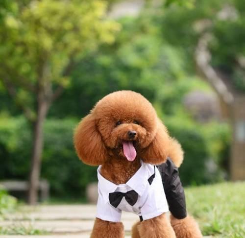 小型泰迪犬的寿命有多长？（探究小型泰迪犬的预期寿命及其影响因素）