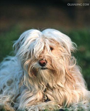 探索梗犬世界（了解梗犬家族的多样性和特点）