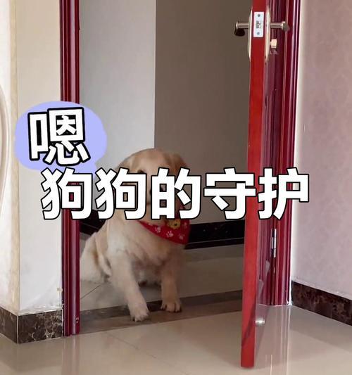 陪伴宠物狗的时间到底有多重要？（了解宠物狗的需求和陪伴时间的重要性）