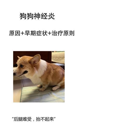 探究狗狗神经性疾病（了解狗狗常见神经性疾病，保护我们的忠诚伙伴）