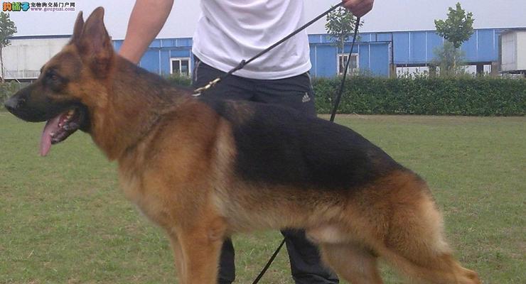 德牧犬训练指南（德牧犬训练方法与技巧，助你建立和谐的犬主关系）