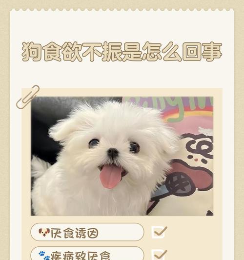 狗怀孕多久食欲下降的原因（了解狗妊娠期间食欲减退的关键因素与对策）