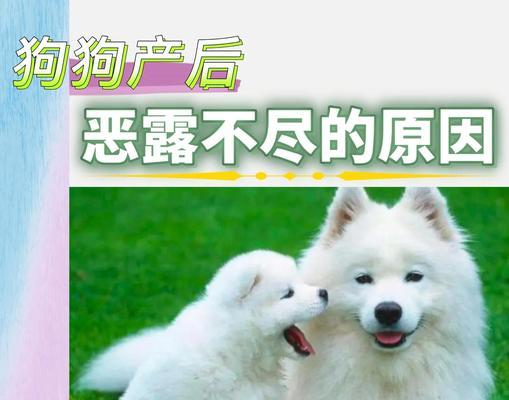 狗狗的恶露排除时间探究（了解恶露多久干净，为狗狗的健康保驾护航）