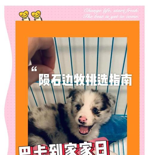 《养一只边牧，你需要知道的指南》（新手必备的边牧饲养经验及建议）
