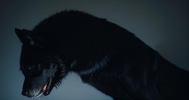 狗狗舌头黑色斑点的原因及相关解释（舌头黑色斑点是病变还是血统特征？狗狗舌头黑斑形成的原因和意义）