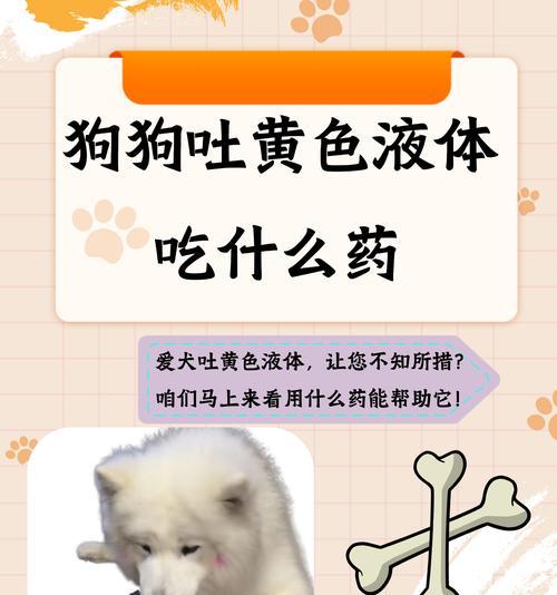 狗狗呕吐后多久可以进食？（了解适当进食的时间有助于照顾你的宠物健康）