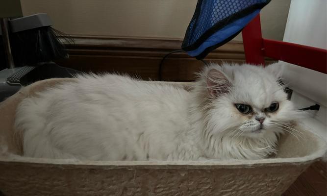 宠物猫拉稀的原因与处理方法（了解宠物猫拉稀的常见原因以及如何有效应对）