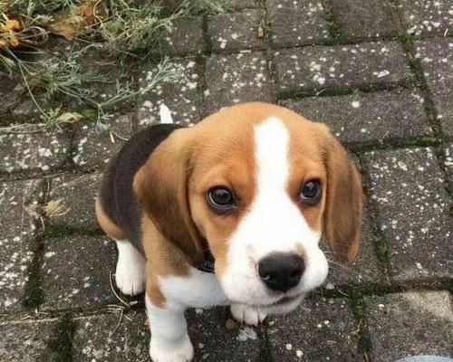 合理喂养比格犬，让它们健康快乐（比格犬的喂食禁忌及正确喂食方法）