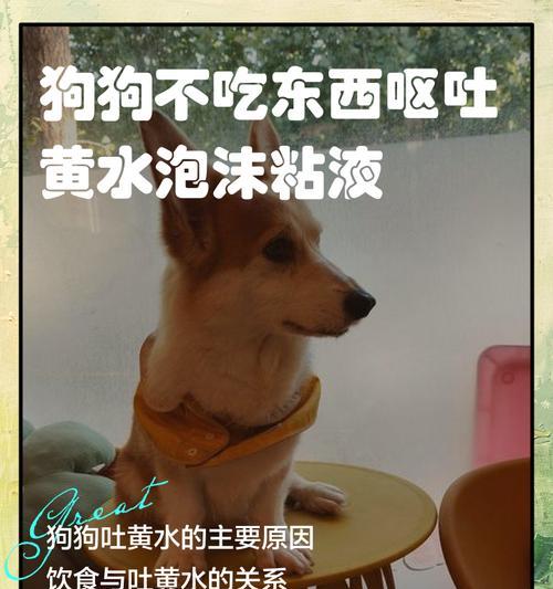 狗吃完食物后很快呕吐的原因分析（狗狗为何吃完食物没过多久就会呕吐？如何预防狗狗呕吐？）