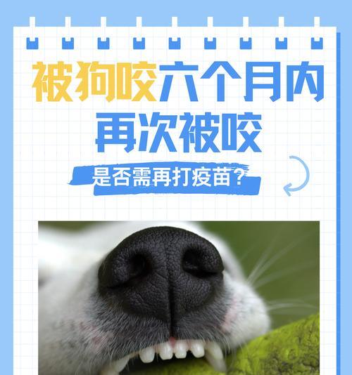 泰迪犬疫苗接种（探究泰迪犬接种第二次疫苗的最佳时机及注意事项）