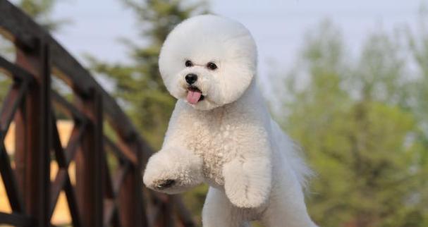 比熊犬的一生（从婴儿到老年，关爱比熊犬的生活阶段）