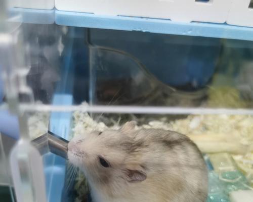 关于以奶茶仓鼠不会沙浴的注意事项（如何正确在仓鼠后背上撒浴沙，保护它们的健康）