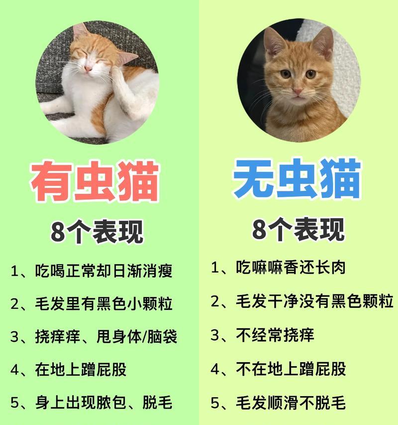 猫肚子里的虫子（探索猫肚子里的常见寄生虫种类及防治措施）