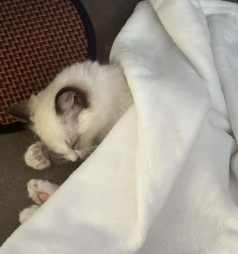 猫咪的饮食习惯变化（养鱼不防猫，鱼儿死翘翘）
