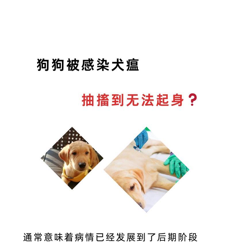 狗狗犬瘟热（了解犬瘟热的常见症状，保护你的宠物健康）