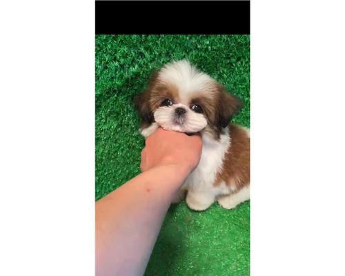 如何分辨茶杯幼犬？（挑选技巧与分辨方法）