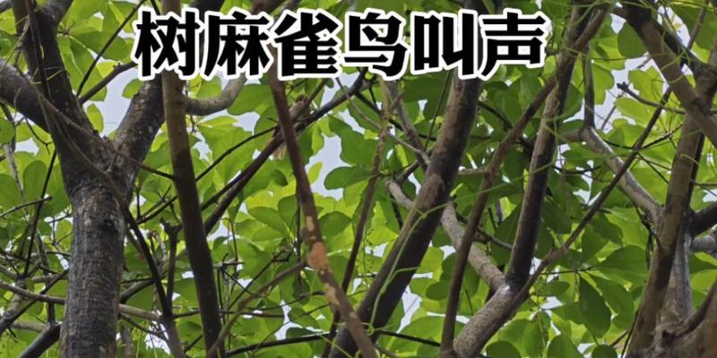 麻雀雏鸟的飞行能力及时间（探究麻雀雏鸟从孵化到飞行所需的时间及关键因素）