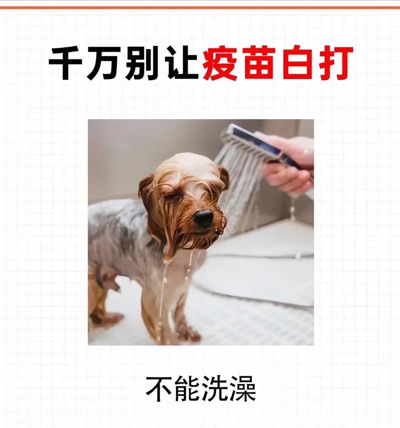 宠物狗疫苗接种时间表（幼犬接种疫苗的关键时刻及注意事项）