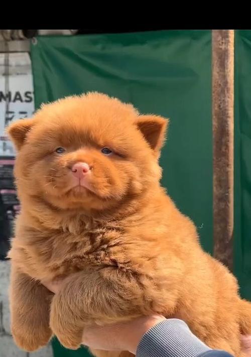 红鼻子狗的特征与魅力（探寻红鼻子狗种类及其迷人之处）