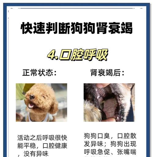 狗狗肾衰竭的症状及指标（了解狗狗肾衰竭的常见症状及其相关指标，提早预防和治疗）