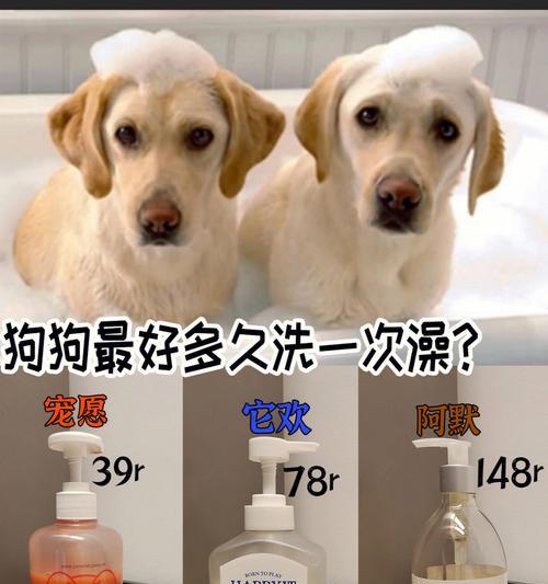 狗狗美容（揭秘狗狗美容的时间消耗及关键因素）