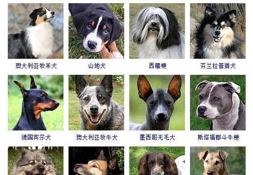探索大型狗品种的魅力（大型狗品种的多样性与特点）