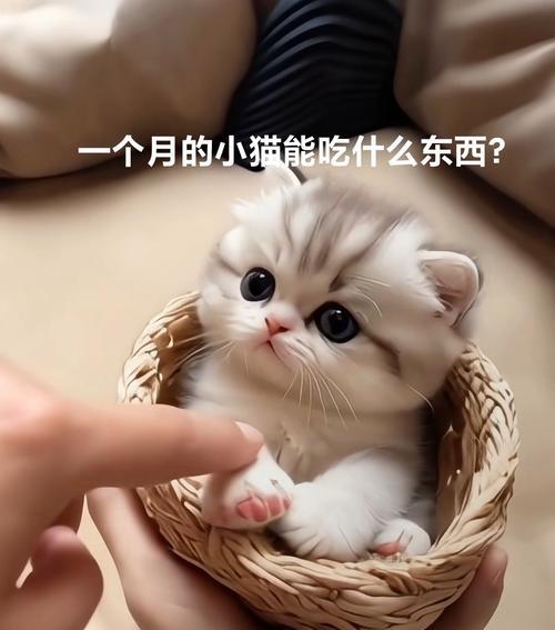 猫咪孕期如何增加营养？（了解猫咪孕期的特殊需求和正确饮食安排）