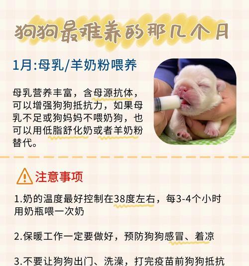 刚出生小狗的喂养乳期（小狗生长阶段中母乳喂养的重要性）