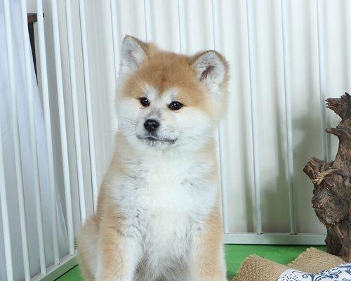 秋田犬血统的重要性（探讨血统对秋田犬品质的影响）