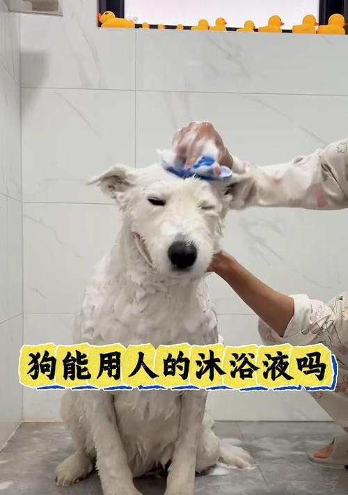狗狗洗澡频率多久合适？（狗狗洗澡的关键是什么？）