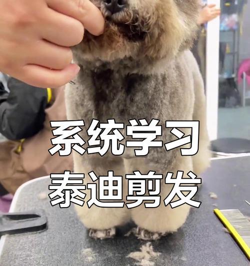 泰迪剪刀的选择与使用（如何选择适合的泰迪剪刀，掌握正确的剪毛技巧）