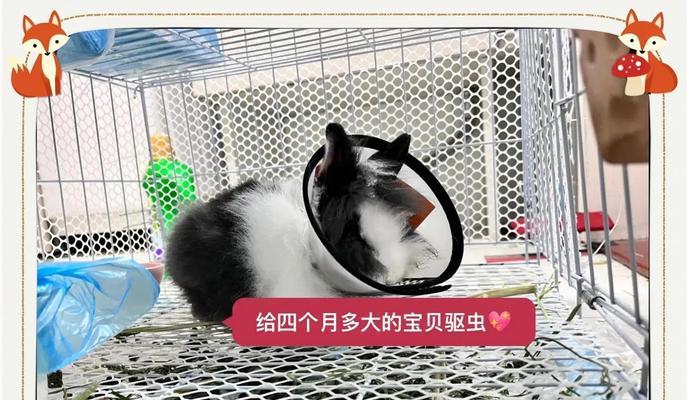 幼兔饲养管理的关键环节