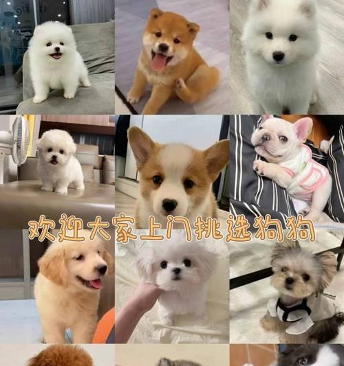 金毛犬配种后多久能看出怀孕情况？（犬只经历的生理变化与配种时间关联性研究）