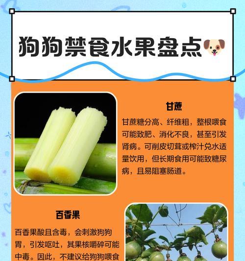 狗狗能吃水果吗？探讨狗狗是否适宜食用水果的益处和潜在风险