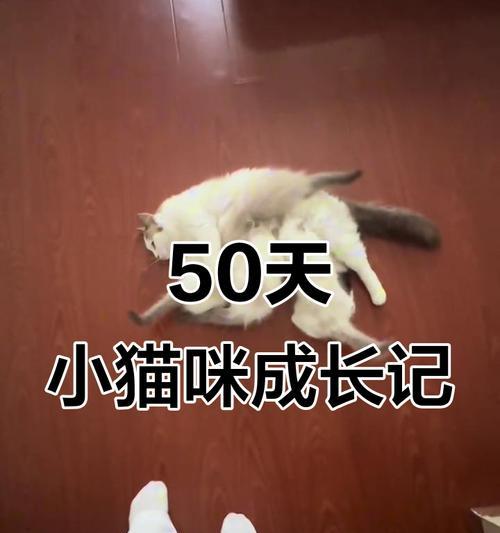 猫咪的断奶时机与注意事项（刚出生的猫咪断奶时间及护理要点）