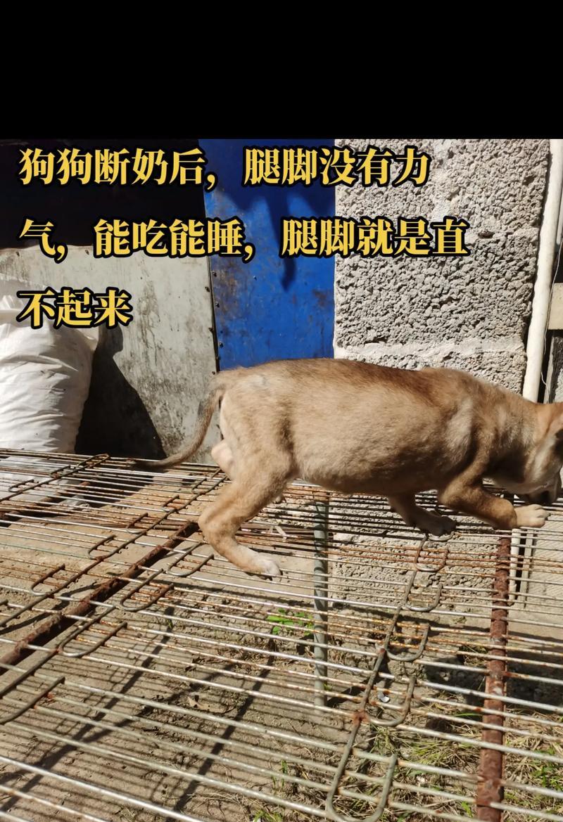 如何给狗狗补钙？（三种有效的狗狗补钙方法）