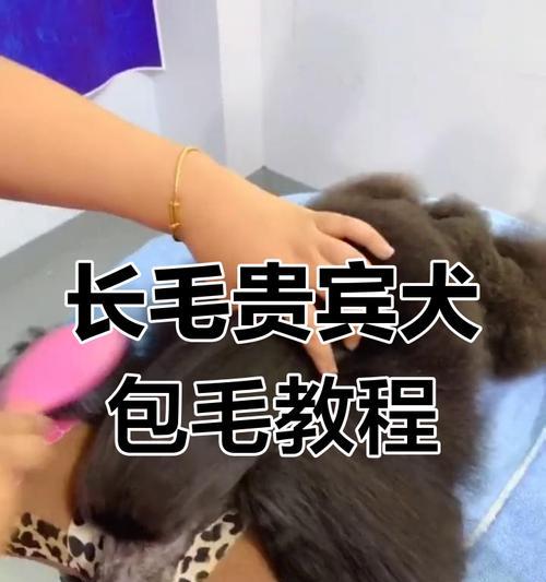 贵宾的毛长有多快？（了解贵宾犬毛发的生长周期和维护技巧）