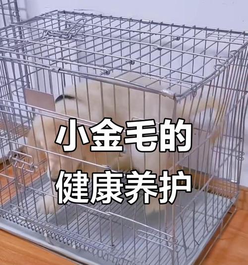 金毛幼犬健康成长的喂养指南