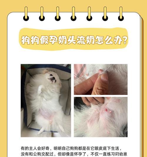 母狗生理期后多久可以洗澡？（了解正确的洗澡时间，让母狗更健康）