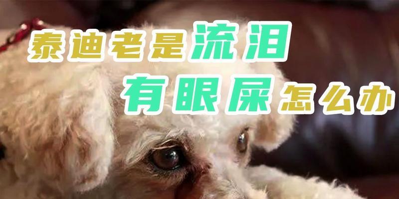 解决泰迪眼屎的方法（帮助宠物主人有效清除泰迪每天的眼屎）