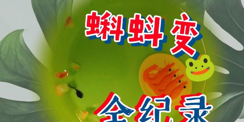 蝌蚪是否真的会变成青蛙？探寻科学背后的真相（养过蝌蚪的朋友告诉你关于蝌蚪变青蛙的奇妙过程）