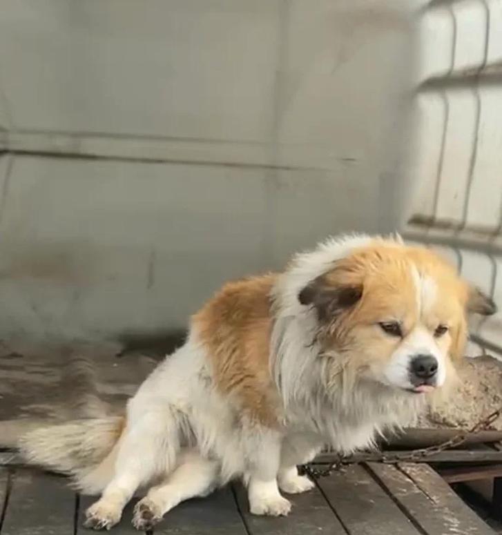 狗狗临产前的反应（了解狗狗即将生产的重要迹象和变化，为它们提供最佳的关怀和支持）