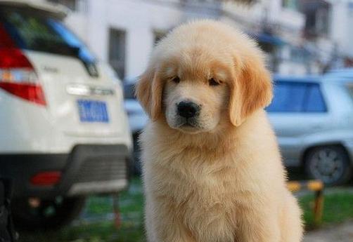 纯种金毛犬价格一览（了解纯种金毛犬的市场行情与价格趋势）