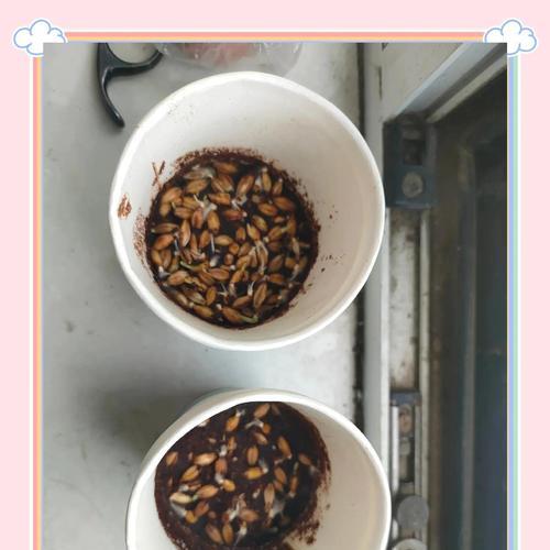猫草生长所需的适宜浇水周期（了解猫草的浇水需求及养护要点）