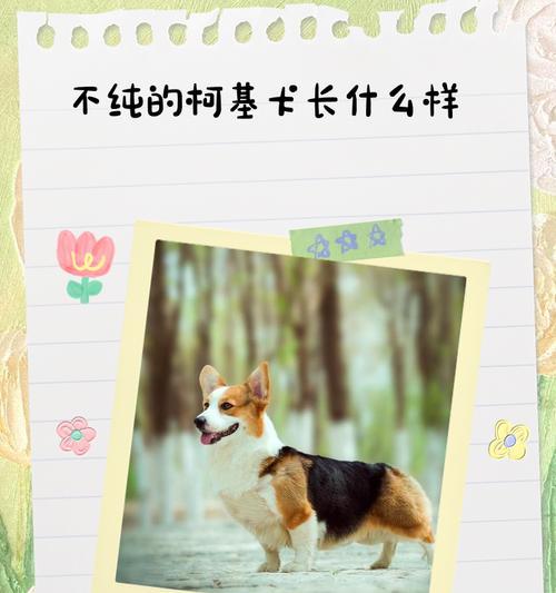 深入了解纯种家养柯基犬的价值与魅力（选择柯基犬的因素和鉴定方法，找到合适的渠道购买）