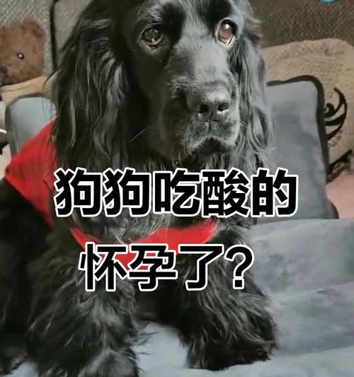 狗狗如何感知主人怀孕？（狗狗的反应及其背后的科学原理）