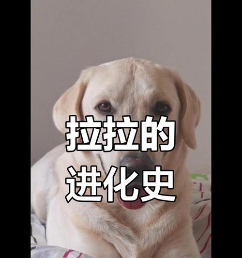 幼犬成年需要多久？（幼犬成年时间因品种而异）