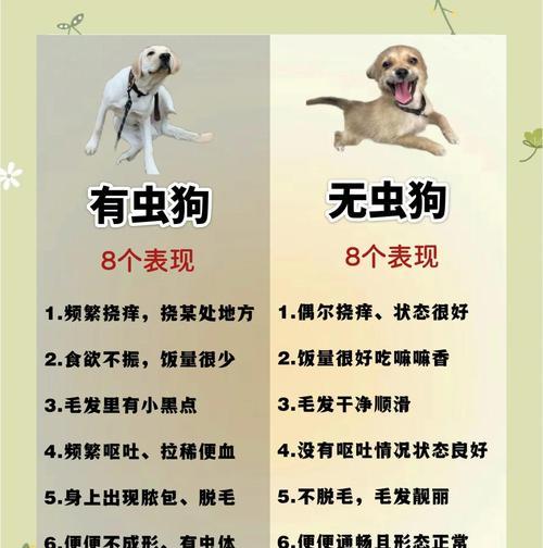 以泰迪驱虫的有效期限及预防措施（探究以泰迪驱虫多久会出现虫子及保持宠物健康的关键方法）