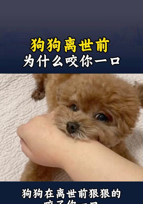 狗狗离世前的5个迹象（探寻爱宠生命尽头的预兆）